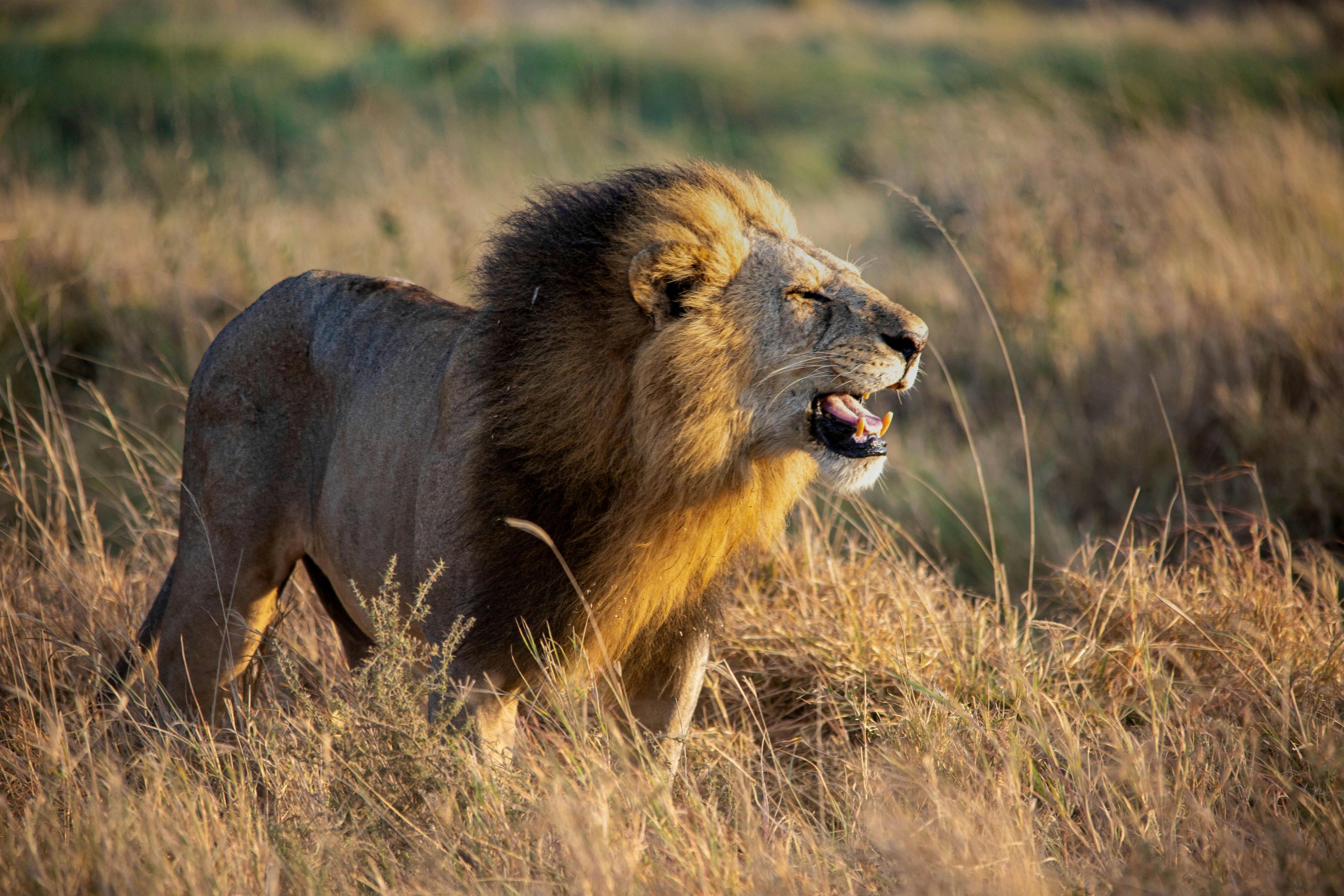 León en la selva